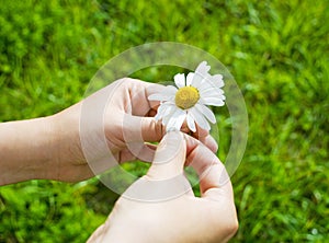 Hands holding daisy