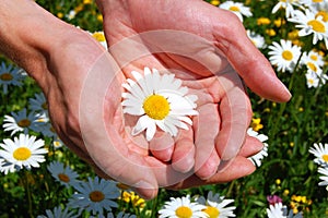 Hands holding a daisy