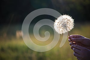 Hands holding dandelion on blurry green background