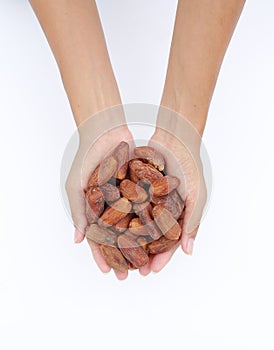 Hands holding Date Palm Phoenix dactylifera on white background