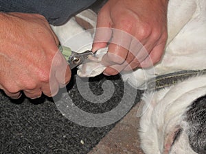 Hands holding dog paws and cutting claws on dog.