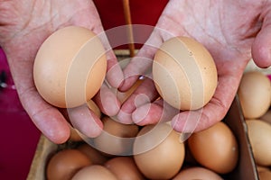 Hands holding Double yolk eggs compared to single yolk eggs