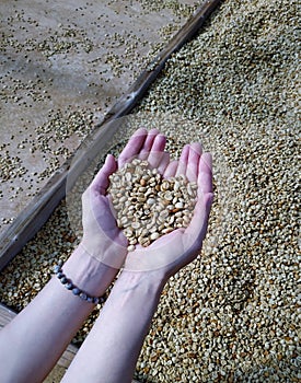 Hands holding dried raw coffee beans