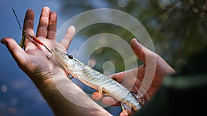 Hands holding a fish caught on a hook, releasing it into the water