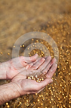 Hands holding flax