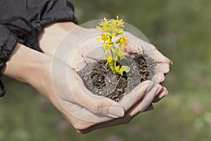 Hands holding flower