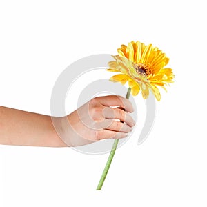 Hands holding flower