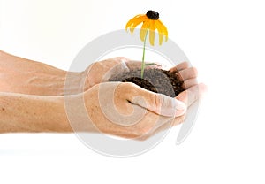 Hands holding flower