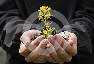 Hands holding a flower