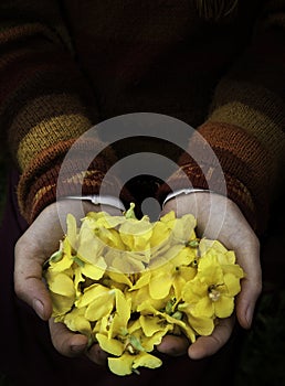 hands holding flowers