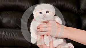 Hands holding fluffy cream kitten looking at camera on brown background, front view, space for text. Cute young shorthair white