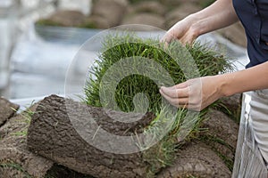 Hands holding fresh grass roll on a pallet with stack of sod turf, ready for laying in new lawn. Natural grass installation