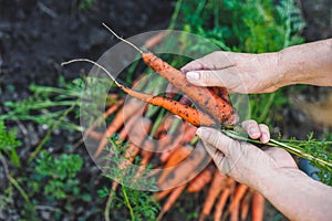 Hands holding fresh harvested carrot from vegetable garden