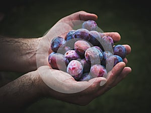 Hands holding fresh plums