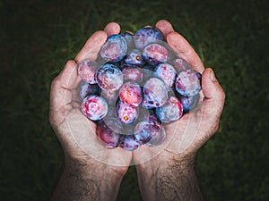 Hands holding fresh plums