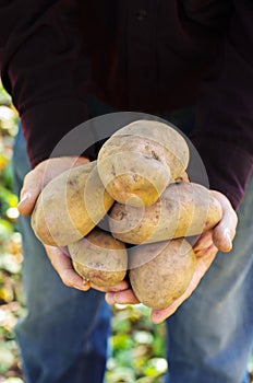 Hands holding fresh potatoes just dug