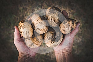 Hands holding fresh potatoes