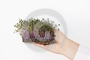 Hands holding fresh red cabbage sprouts on white wall background. Growing microgreens at home