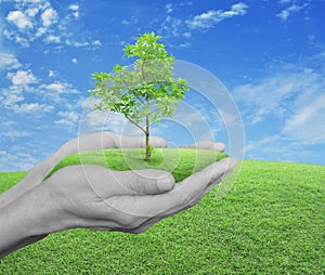 Hands holding fresh tree over green grass with blue sky and clou
