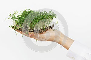 Hands holding fresh watercress salad sprouts on white wall background. Watercress on linen mat