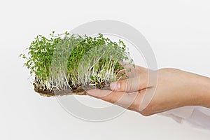 Hands holding fresh watercress salad sprouts on white wall background. Watercress on linen mat