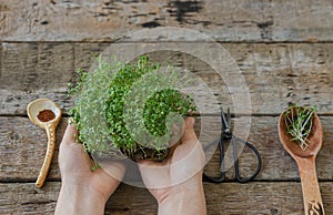 Hands holding fresh watercress sprouts, seeds, spoon, scissors on rustic table