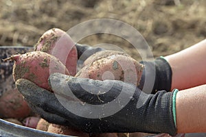 Hands Holding Freshly Harvested Potatoes