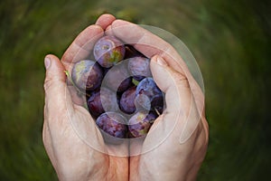 Hands holding fruit. Plum picking.