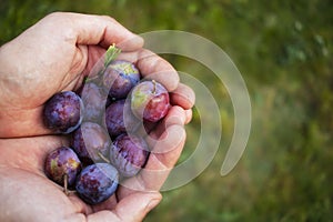 Hands holding fruit. Plum picking.