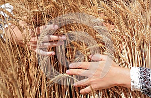 Hands holding golden wheat