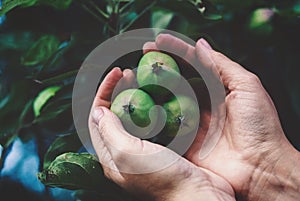 Hands holding green apples on a tree branch