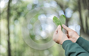 Hands holding green heart leaves.Plant a planting trees, loving the environment and protecting nature Nourishing the plants and