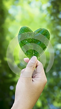 Hands holding green heart leaves are world map.Plant a treeshaped tree and planting trees, loving the environment and protecting