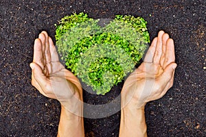 Hands holding green heart shaped tree