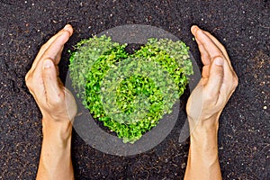 Hands holding green heart shaped tree
