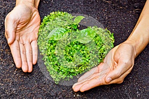 Hands holding green heart shaped tree