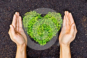 Mani possesso verde cuore a forma di un albero 