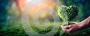 Hands Holding Green Heart Shaped Tree In Forest With Moss And Sunlight Background