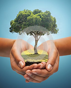 Hands holding green oak tree over blue background