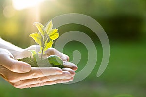 Hands holding green plant