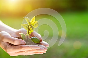 Hands holding green plant