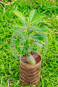 Hands holding green plant background is green grass.