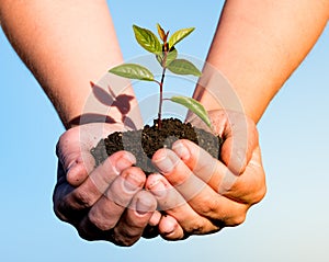 Hands holding green plant