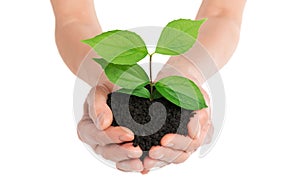 Hands holding green plant new life concept