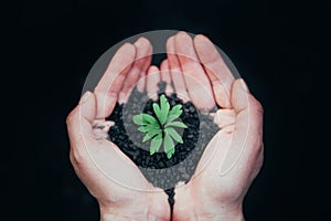 Hands holding green plant for planting. New life and hope concept image