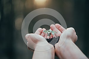 Hands holding green plant for planting. New life and hope concept image