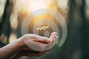 Hands holding green plant for planting. New life and hope concept image