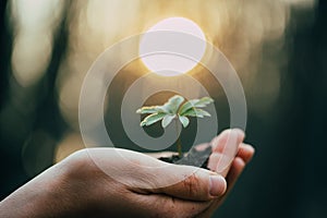 Hands holding green plant for planting. New life and hope concept image