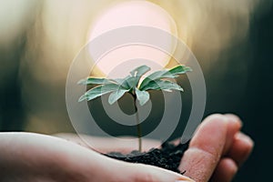 Hands holding green plant for planting. New life and hope concept image