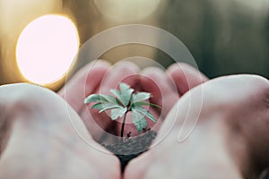 Hands holding green plant for planting. New life and hope concept image